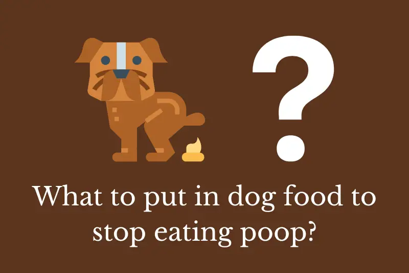 Answering the question: What to put in dog food to stop eating poop?