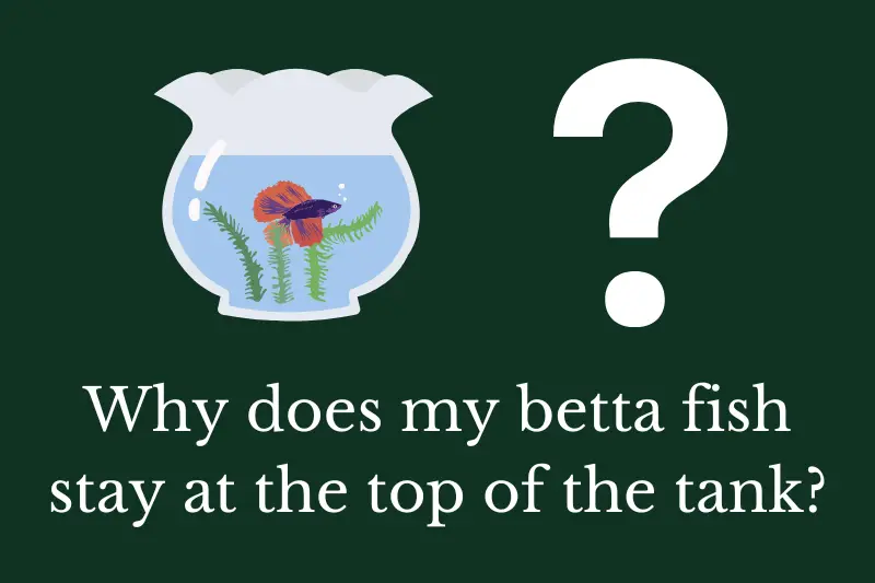 Answering the question: Why does my betta fish stay at the top of the tank?