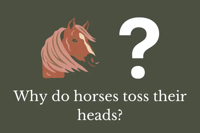 Answering the question: Why do horses toss their heads?