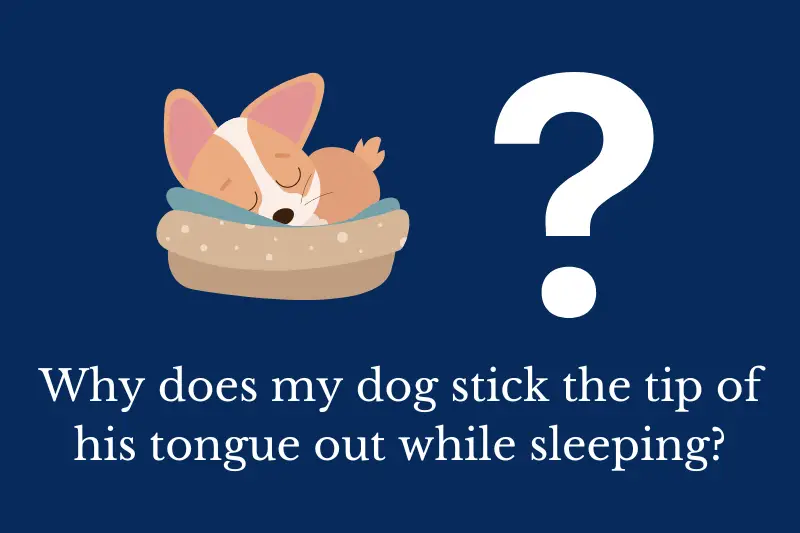 Answering the question: Why does my dog stick the tip of his tongue out while sleeping?