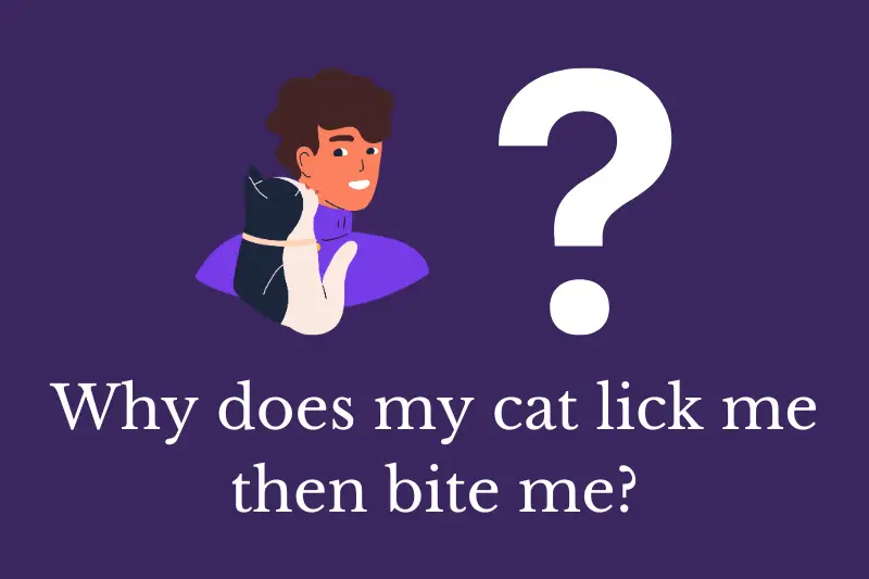 Answering the question: Why does my cat lick me then bite me?