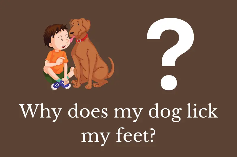 Answering the question: Why does my dog lick my feet?