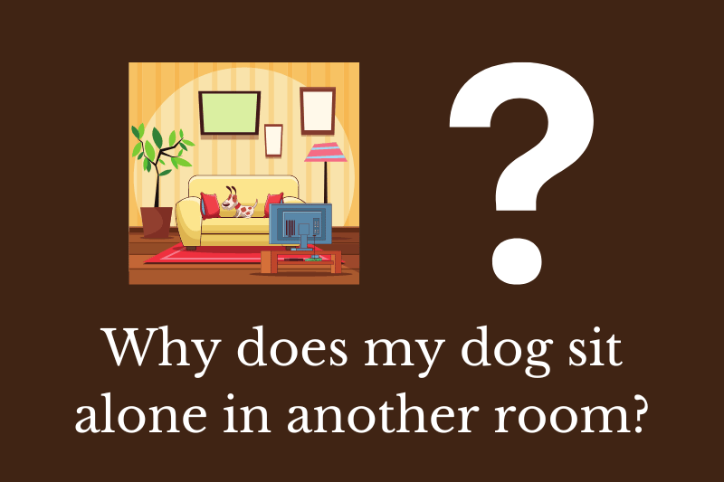 Answering the question: Why does my dog sit alone in another room?
