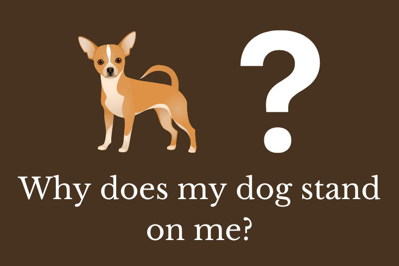 Answering the question: Why does my dog stand on me?