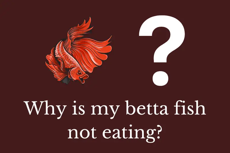 Answering the question: Why is my betta fish not eating?