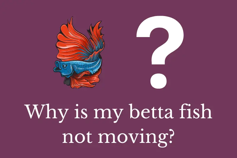 Answering the question: Why is my betta fish not moving?