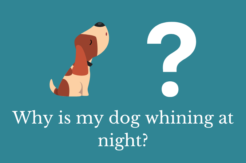Answering the question: Why is my dog whining at night?