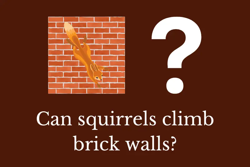 Answering the question: Can squirrels climb brick walls?