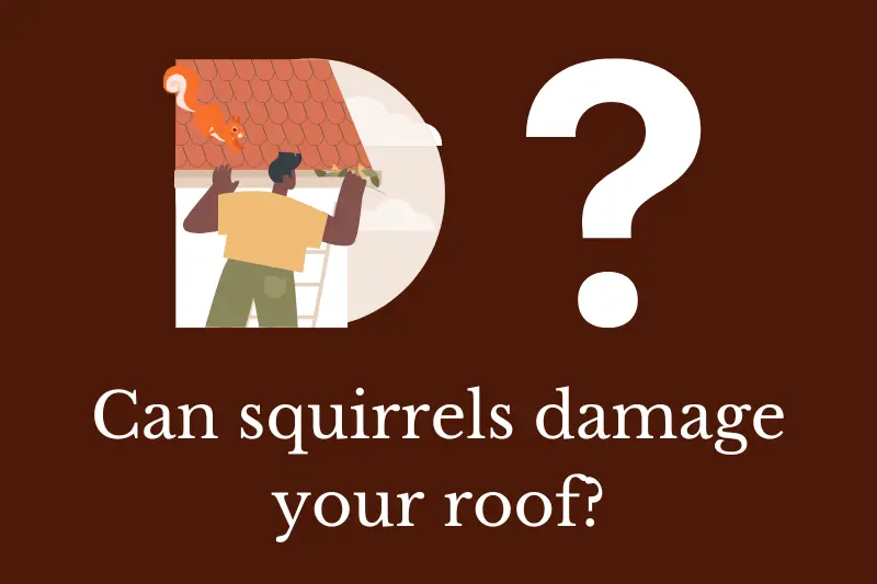 Answering the question: Can squirrels damage your roof?