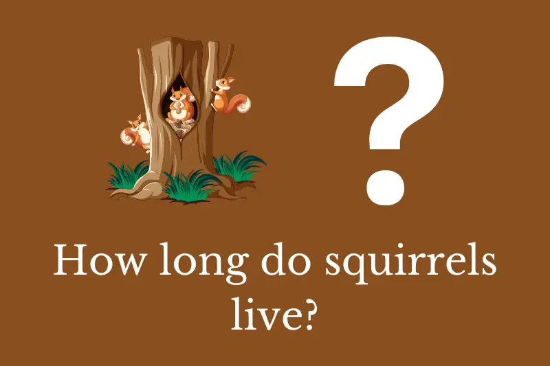 Answering the question: How long do squirrels live?