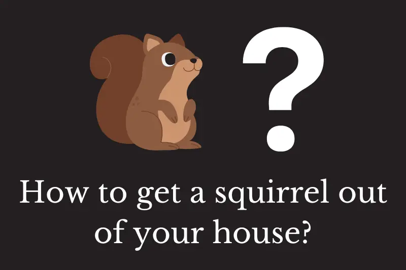 Answering the question: How to get a squirrel out of your house?