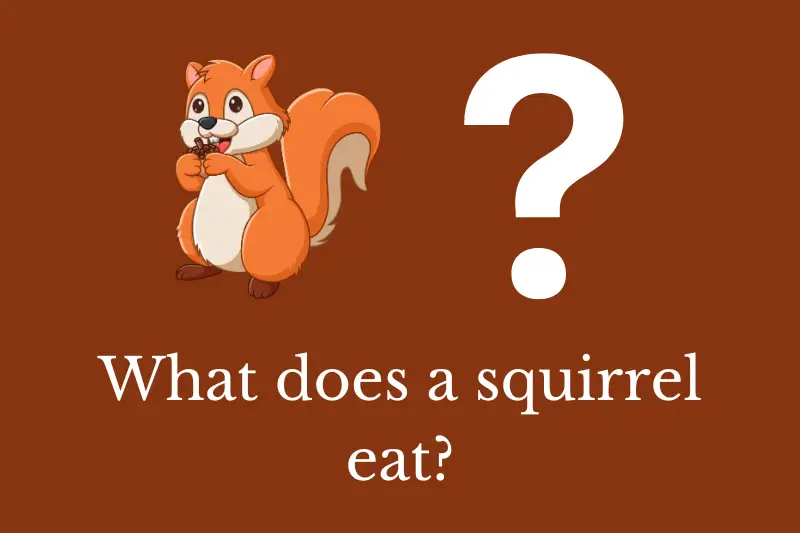 Answering the question: What does a squirrel eat?