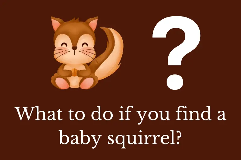 Answering the question: What to do if you find a baby squirrel?