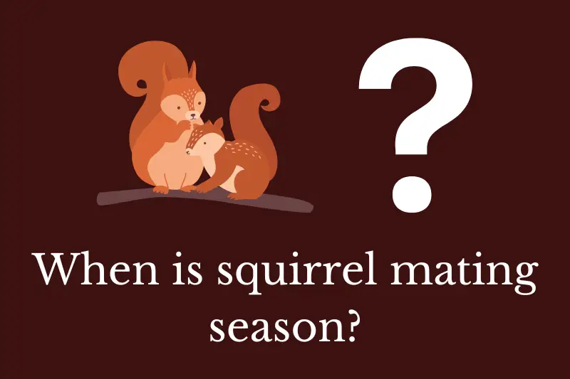 Answering the question: When is squirrel mating season?